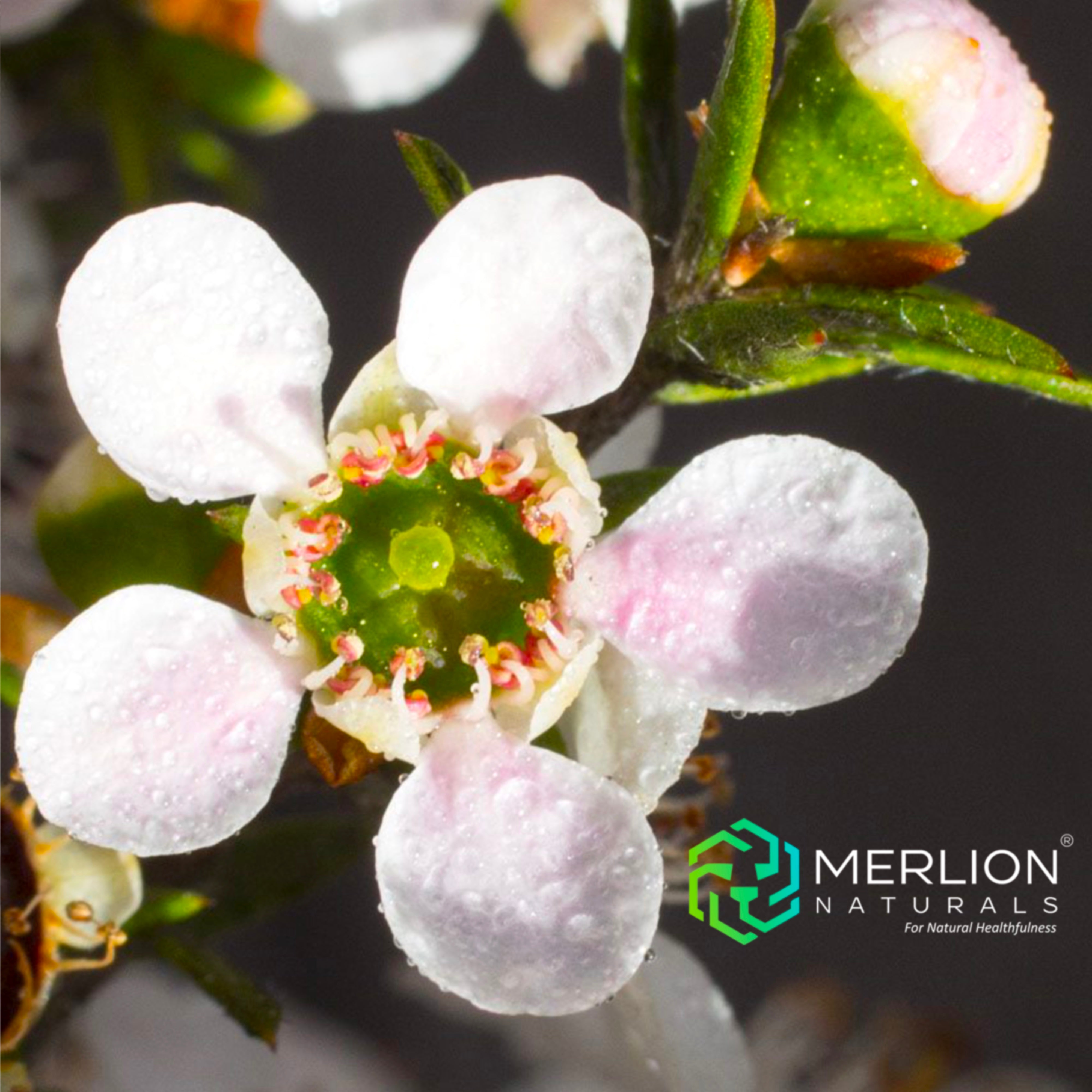 Mānuka Wellbing UMF™ 20+ Manuka Honey 300g New Zealand